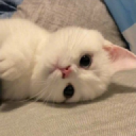 SnowyyCat